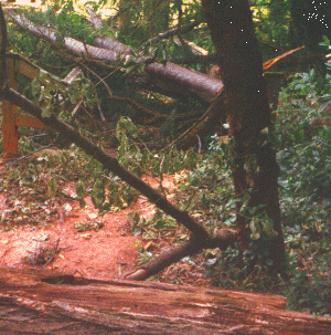 Trees fallen at Rose Garden Park