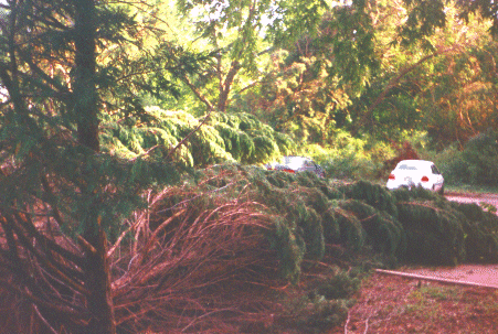 More trees down at the park