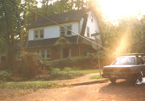 tree down in yard