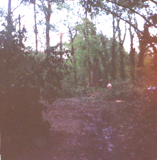 trees down near park