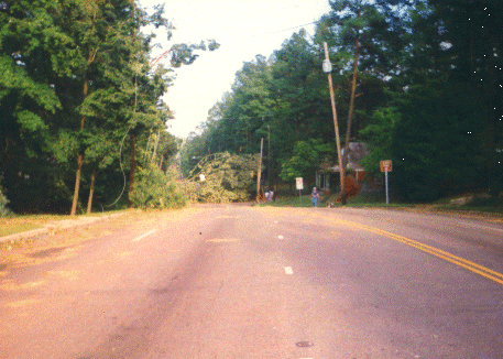 Tree blocking road