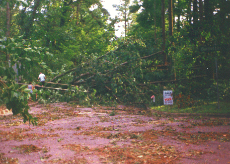 trees blocking a street