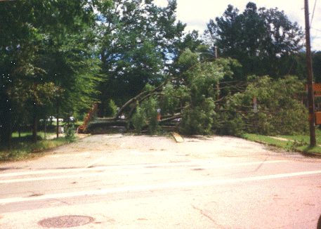 tree in street